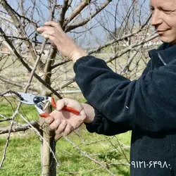 قیچی باغبانی فلکو ۸ اصل سوئیس فروش قیچی هرس فیلکو ۸