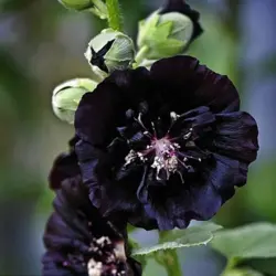 بذر گل ختمی سیاه تخم ختمی مشکی پرپر بسته ۱۰ عددی