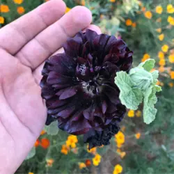 بذر گل ختمی سیاه تخم ختمی مشکی پرپر بسته ۱۰ عددی