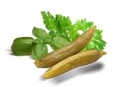 خیار شور