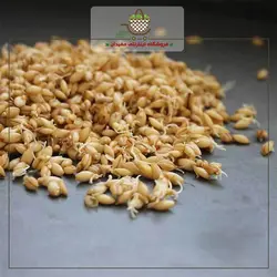پودر جوانه جو