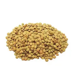 عدس فله درجه 1