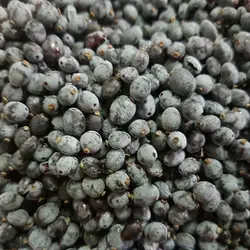 نهال زرشک بیدانه سیاه