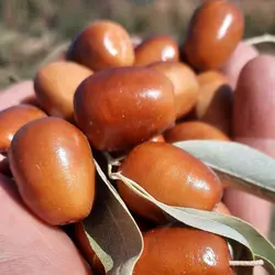 نهال سنجد شکری
