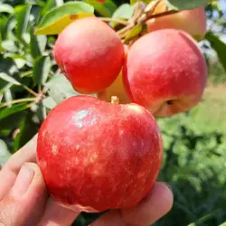 نهال سیب گلاب کهنه