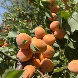 نهال زردآلو پرتقالی - نهالستان زرینه