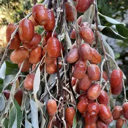 نهال سنجد قزل - نهالستان زرینه