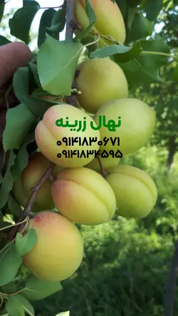 نهال زردآلو عسگرآباد