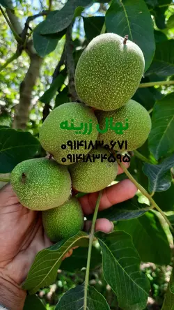 نهال گردو خوشه ای تخم مرغی