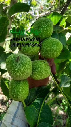 نهال گردو خوشه ای تخم مرغی