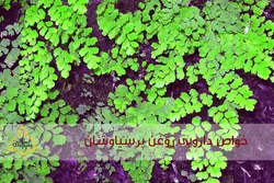 روغن پرسیاوشان