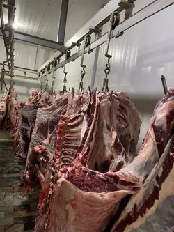 لاشه گوساله نر میهن گوشت عزتی - عمده فروشی نت میت
