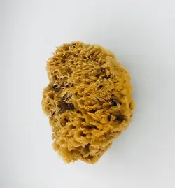 اسفنج دریایی طبیعی کد TM-HM