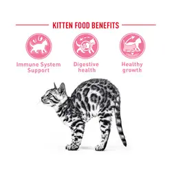 غذای خشک مخصوص بچه گربه رویال کنین مدل kitten وزن 2 کیلوگرم