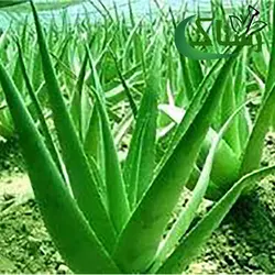 گیاه آلوئه ورا گیاهی رستاک (500گرمی)