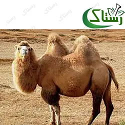 روغن کوهان شتر گیاهی رستاک (100گرمی)