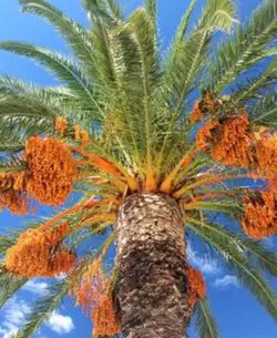 راهنمای خرما(کاشت تا برداشت)