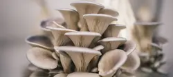 مقاله اصول پرورش قارچ