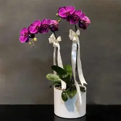 گلدان ارکیده دو شاخه (دو رنگ موجود)