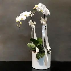 گلدان ارکیده دو شاخه (دو رنگ موجود)