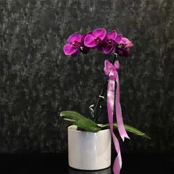 گلدان ارکیده دو شاخه (دو رنگ موجود)