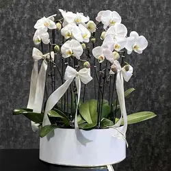 گلدان ارکیده 7 شاخه (دو رنگ موجود)