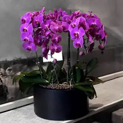 گلدان ارکیده 7 شاخه (دو رنگ موجود)