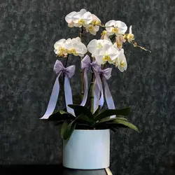 گلدان ارکیده 4 شاخه (دو رنگ موجود)