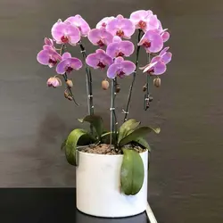 گلدان ارکیده 4 شاخه (دو رنگ موجود)