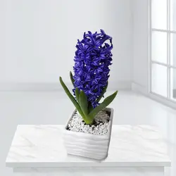 گلدان گل سنبل هفت سین