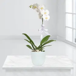 گلدان گل ارکیده