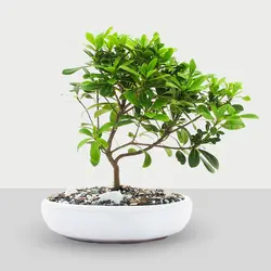 بن سای میخک هندی