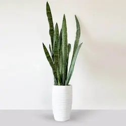 سانسوریا سبز بزرگ