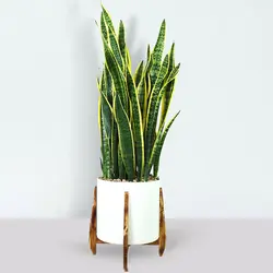 سانسوریا ابلق بزرگ گلدان VIP