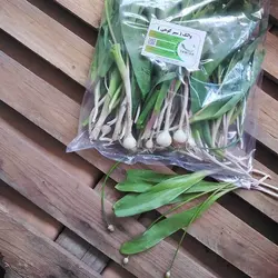 والک ( سیر کوهی )