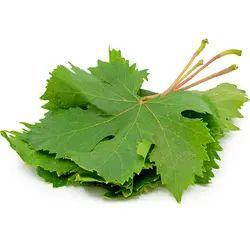 برگ مو تازه
