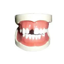 ماکت آموزشی دندان مهردنت | فروشگاه آنلاین تهران دنتیک