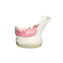 ماکت آموزشی دندان مهردنت | فروشگاه آنلاین تهران دنتیک