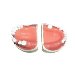 ماکت آموزشی دندان مهردنت | فروشگاه آنلاین تهران دنتیک