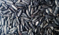 تخمه آفتابگردان شمشیری سایز چهار