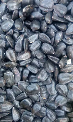 تخمه آفتابگردان کله قوچی یا پسته ای درجه یک