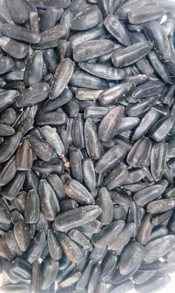 تخمه آفتابگردان بادامی سایز سه