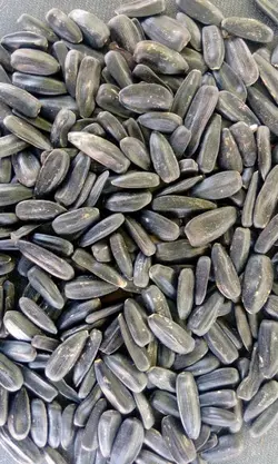 تخمه آفتابگردان بادامی سایز دو