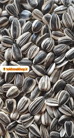 تخمه آفتابگردان دورسفید کله قوچی سایز سه