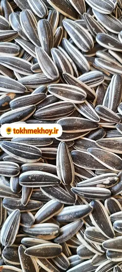 تخمه آفتابگردان کانادایی سایز دو