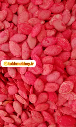 بذر هیبرید کدو آجیلی