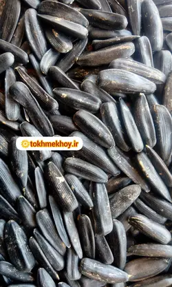 تخمه آفتابگردان شمشیری سایز سه