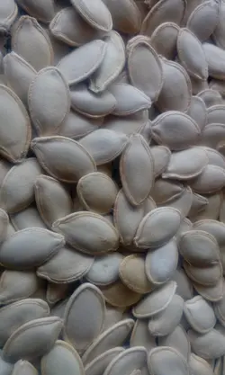 تخمه کدو گوشتی آجیلی درجه یک
