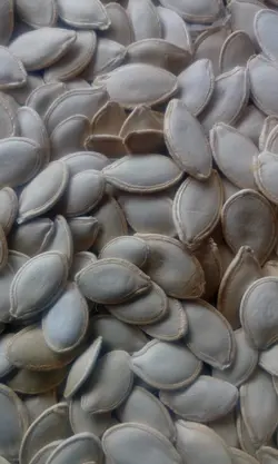 تخمه کدو گوشتی آجیلی درجه یک