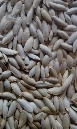 تخمه کدو مشهدی زبان ماری درجه یک